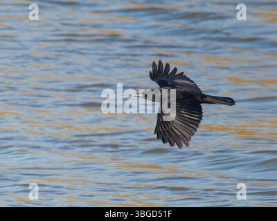 Carrion Crow flying over water Corvus corone Abberton Reservoir,Essex,UK BI044950 Stock Photo