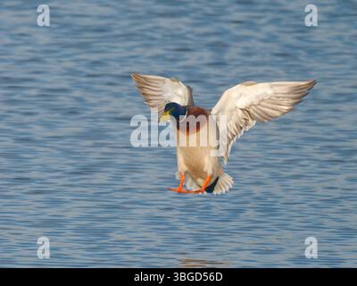 Mallard drake landing on water Anas platyrhynchos Abberton Reservoir,Essex,UK BI044969 Stock Photo