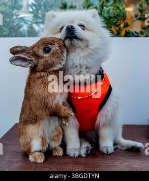 Pet rabbit and dog in Ortakoy, Istanbul, Turkey Stock Photo - Alamy