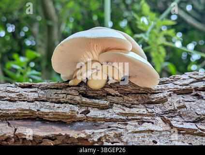 White mushrooms growing on dead tree trunk Stock Photo