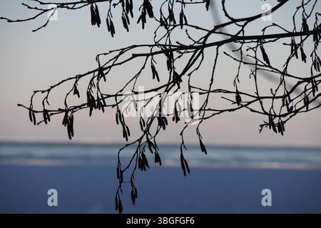 Silhouetted Tree Branches with Seed Pods Against Soft Pastel Sky Stock Photo