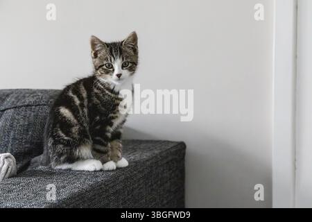 Very young cute domestic shorthaired tabby kitten looking inquisitive and sitting on the arm of a sofa Stock Photo