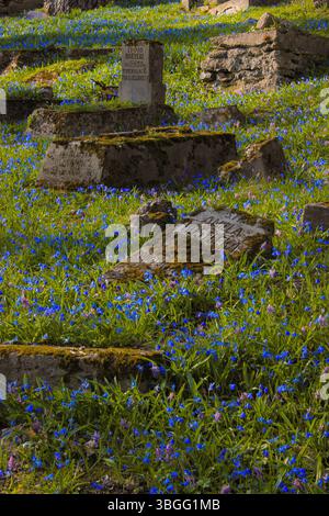 Close-up view of old moss-covered gravestones surrounded by blooming blue scilla flowers in a historic cemetery during spring. Stock Photo