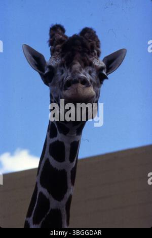 A giraffe at the Columbus Zoo in October 1980. Giraffes are typically 14-18 feet tall and weigh between 1200 to 3500 pounds. Their long tongues, measuring 18-20 inches, help them graze on trees, vines, and plants. Stock Photo