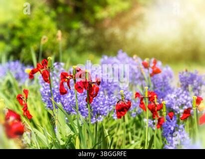 Red Bearded Iris Flowers in a flower garden, with perennial bulbs flowers called Scilla Bifolia, Alpine Squill or Two Leaf Squill. Stock Photo