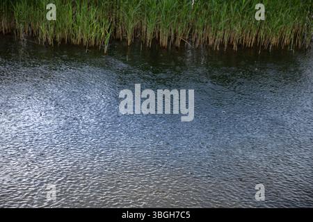 Scenic view of rain falling on a lake shore lined with dense green reeds. A tranquil moment in nature, perfect for themes of ecology, wetlands, climat Stock Photo