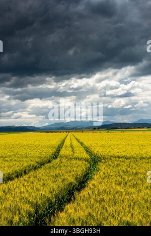 A vast field of wheat stretches out under a sky filled with dark clouds. Puy de Dome, Auvergne Rhone Alpes, France Stock Photo