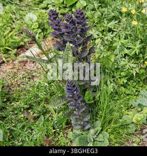 pyramidal bugle with spotted fern Stock Photo