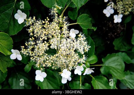 blossoms of a climbing hydrangea - close up Stock Photo