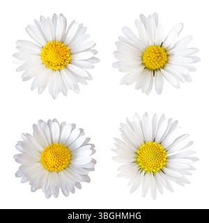 Four daisies (Bellis perennis), cropped on a white background Stock Photo