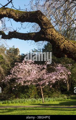 England, Somerset, Bath, Henrietta Park, Cherry Trees in Bloom Stock Photo