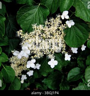 Filigree blossoms of a hydrangea - Close Up Stock Photo