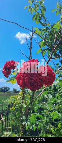 A group of red roses blooming in a garden. The roses are on a stem with green leaves. The background features a clear blue sky with some small clouds Stock Photo