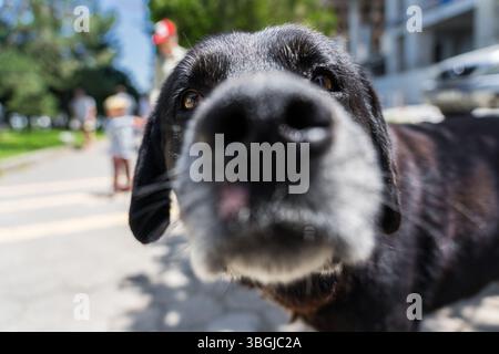 A curious black dog sniffs the camera. The dog's nose. Dog close-up Stock Photo