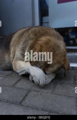 A shy dog. The street dog is lying down. An old dog in Batumi Stock Photo