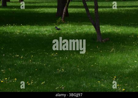 A jackdaw (Coloeus monedula, Corvus monedula) walking on green grass. The image captures the bird in a natural setting, highlighting its sleek black f Stock Photo