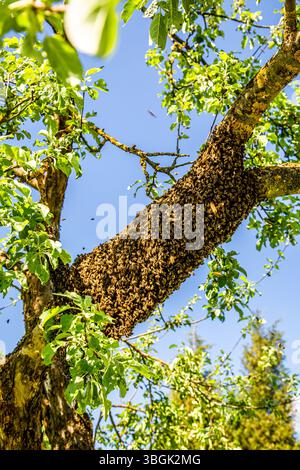 Bee hive with honeybee swarm hanging on a tree branch. Swarming bees. Stock Photo