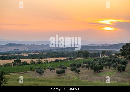 Italian Farmhouse Rural Tuscan landscape, country estate with a farm house, olive trees and ...