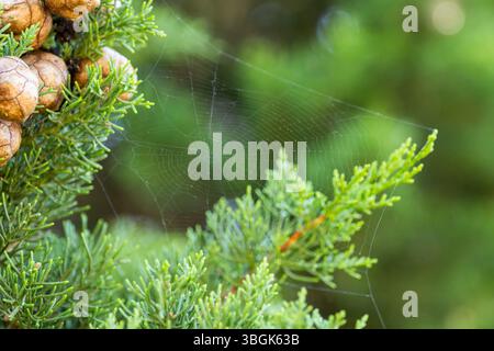 Close up of spider web hanging on a cypress tree in Chianti, Chianti Region, Tuscany, Italy, Europe Stock Photo