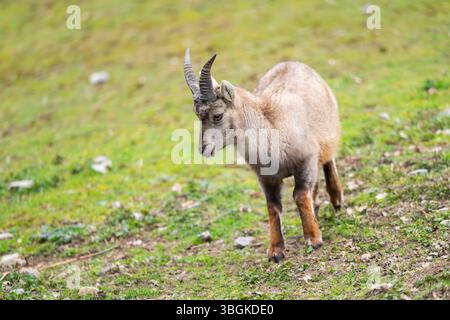 Alpine ibex (Capra ibex) female walking on a meadow, Bavaria, Germany ...