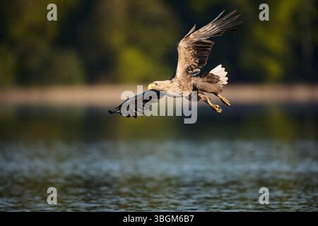Eagle, white-tailed eagle, Haliaeetus albicilla, in flight Stock Photo