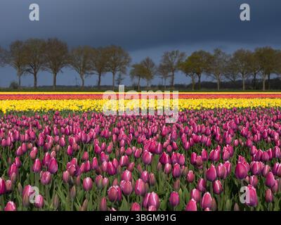 Tulip fields near Bant in the Netherlands Stock Photo