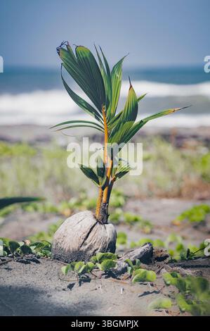 Young coconut plant on the Caribbean beach in Costa Rica Stock Photo