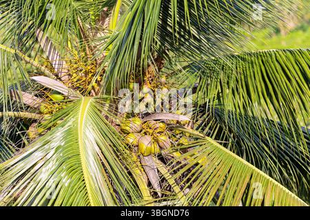 Coconut palm, Cocos nucifera, with ripe coconuts on the island of Principe in West Africa Stock Photo