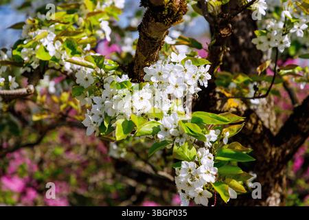 Flowering Japanese pear (Pyrus pyrifolia Hosui, sand pear tree, Asian pear) Stock Photo