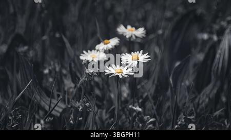 Low-angle macro photography of five daisies (Bellis Perennis) on a meadow, black and white with a splash of yellow colour, dark mood, 16:9 Stock Photo