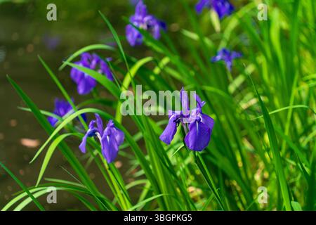 Iris laevigata (Japanese iris) in a garden Stock Photo