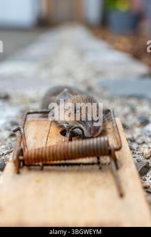 Mausefalle im Einsatz Stock Photo
