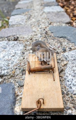 Mausefalle im Einsatz Stock Photo