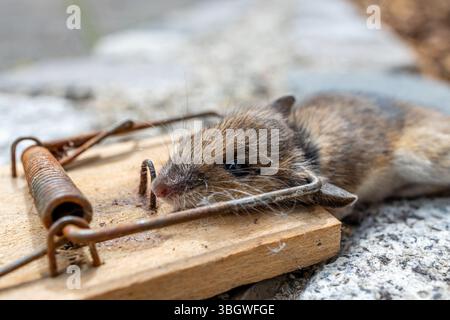 Mausefalle im Einsatz Stock Photo