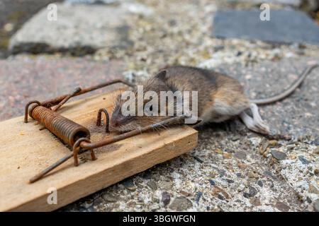 Mausefalle im Einsatz Stock Photo