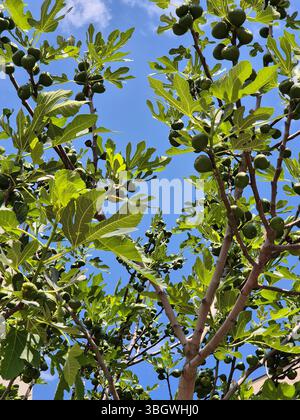 Unripe figs on a tree against a blue sky Stock Photo
