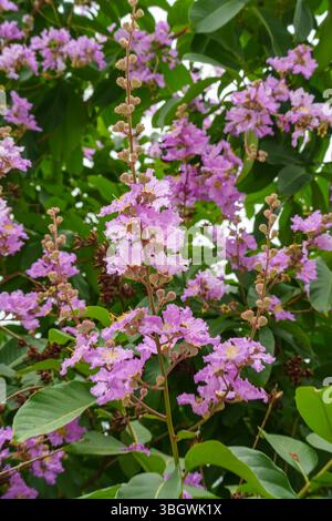 pink flowers with speed motion feel Stock Photo