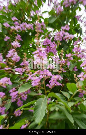 pink flowers with speed motion feel Stock Photo