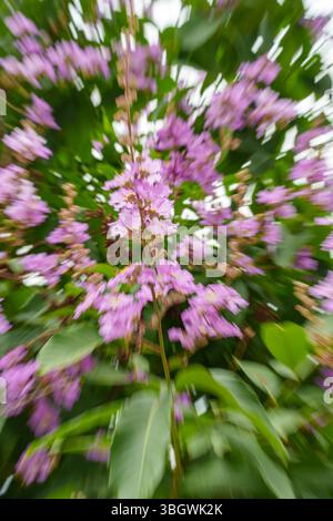 pink flowers with speed motion feel Stock Photo