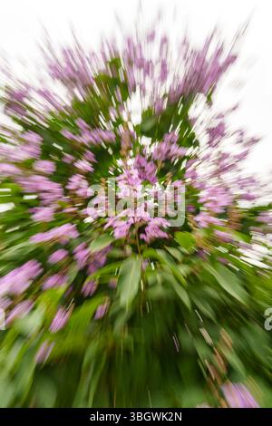 pink flowers with speed motion feel Stock Photo