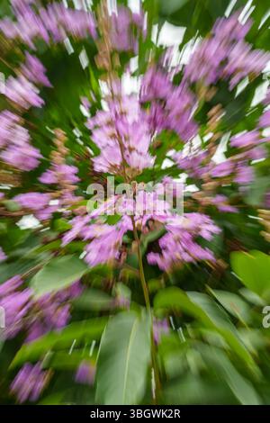 pink flowers with speed motion feel Stock Photo