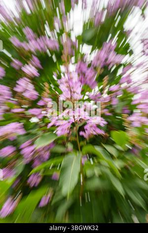 pink flowers with speed motion feel Stock Photo