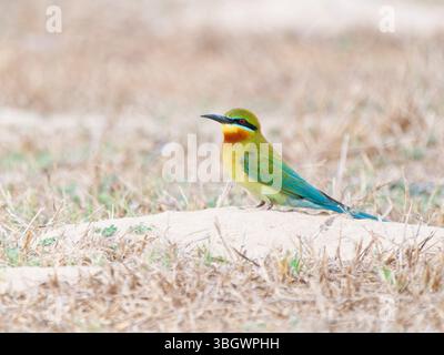 Blue Tailed Bee Eater Merops philippinus Southern Thailand BI045123 Stock Photo