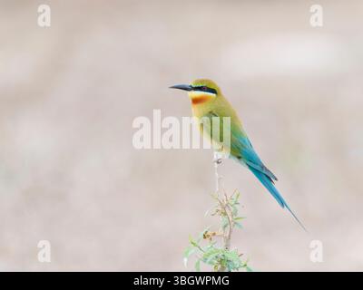 Blue Tailed Bee Eater Merops philippinus Southern Thailand BI045137 Stock Photo