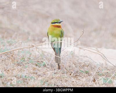 Blue Tailed Bee Eater Merops philippinus Southern Thailand BI045143 Stock Photo