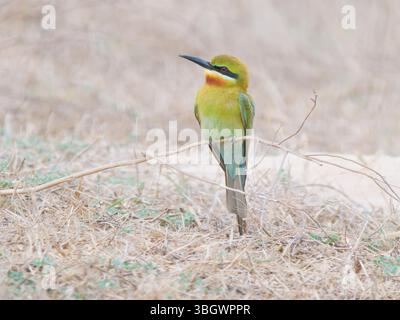 Blue Tailed Bee Eater Merops philippinus Southern Thailand BI045144 Stock Photo