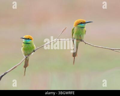 Asian Green Bee Eater pair Merops orientalis Southern Thailand BI045225 Stock Photo