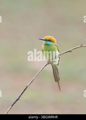 Asian Green Bee Eater Merops orientalis Southern Thailand BI045239 Stock Photo