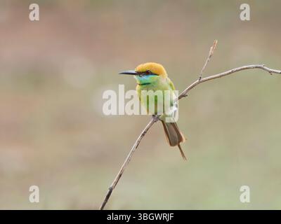 Asian Green Bee Eater Merops orientalis Southern Thailand BI045244 Stock Photo