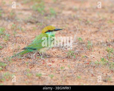 Asian Green Bee Eater Merops orientalis Southern Thailand BI045245 Stock Photo